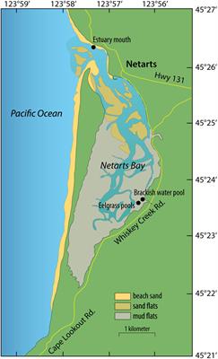 Metatranscriptomics and Amplicon Sequencing Reveal Mutualisms in Seagrass Microbiomes
